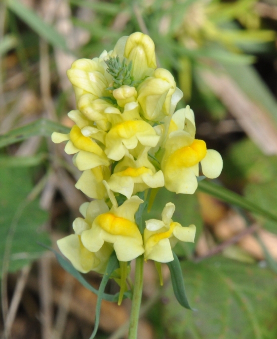 Linaria vulgaris / Linajola comune